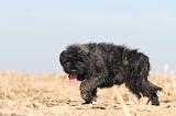 BOUVIER DES FLANDRES 164